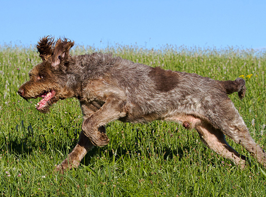 Spinone Italiano